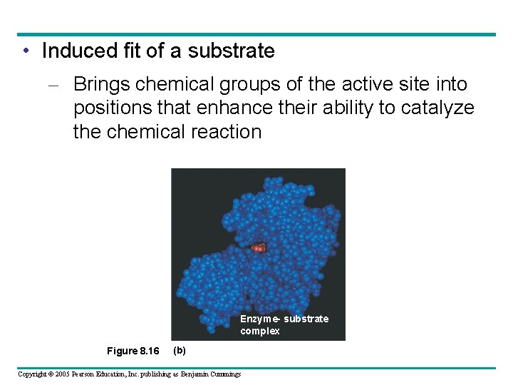  • Induced fit of a substrate – Brings chemical groups of the active