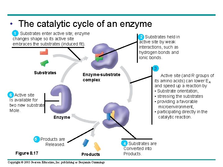 • The catalytic cycle of an enzyme 1 Substrates enter active site; enzyme