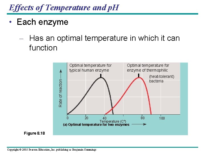 Effects of Temperature and p. H • Each enzyme – Has an optimal temperature