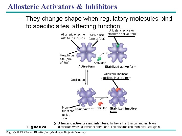 Allosteric Activators & Inhibitors – They change shape when regulatory molecules bind to specific