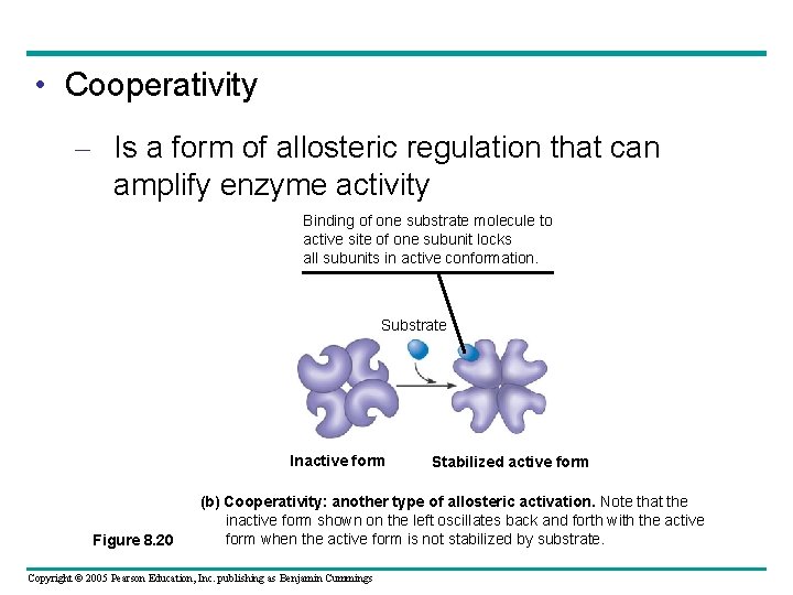  • Cooperativity – Is a form of allosteric regulation that can amplify enzyme
