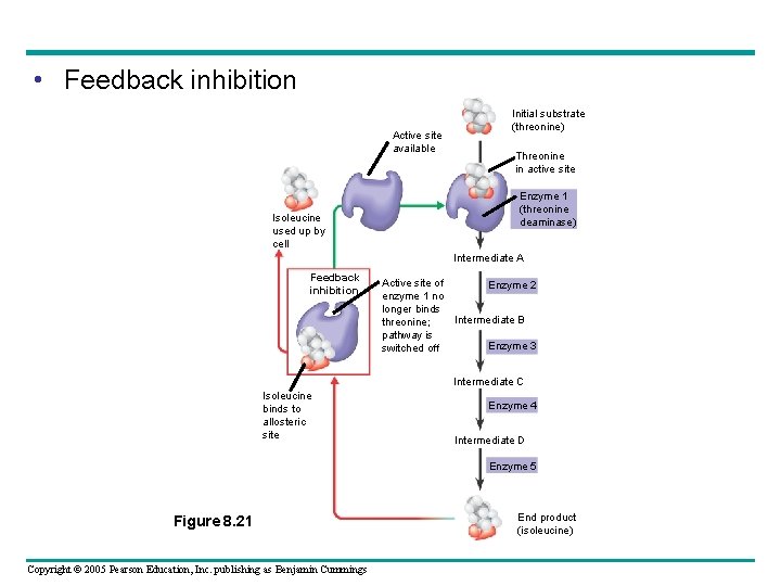  • Feedback inhibition Active site available Isoleucine used up by cell Initial substrate