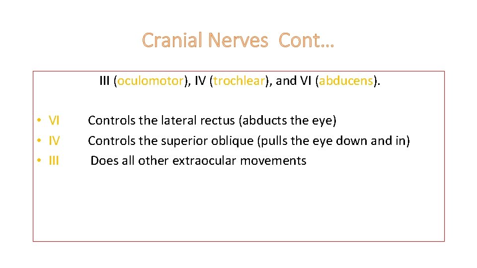 Cranial Nerves Cont… III (oculomotor), IV (trochlear), and VI (abducens). • VI • IV