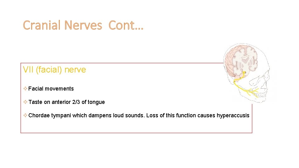 Cranial Nerves Cont… VII (facial) nerve v Facial movements v Taste on anterior 2/3