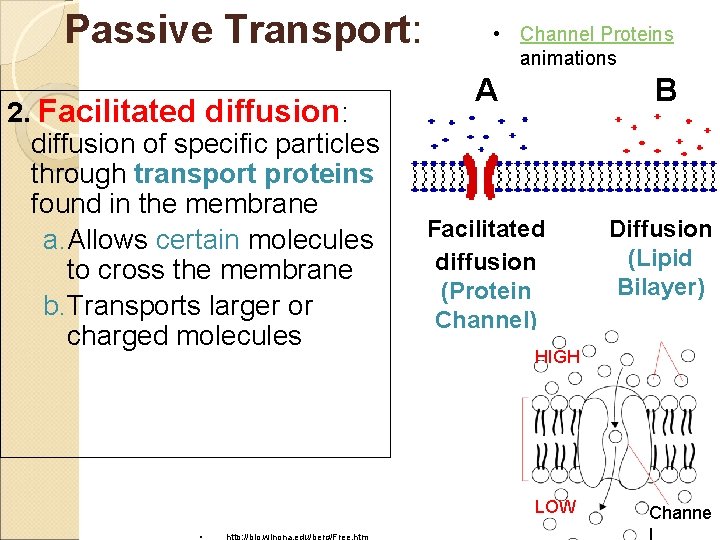 Passive Transport: 2. Facilitated diffusion: diffusion of specific particles through transport proteins found in