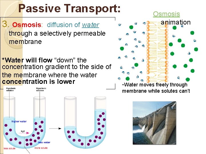 Passive Transport: 3. Osmosis: diffusion of water through a selectively permeable membrane *Water will