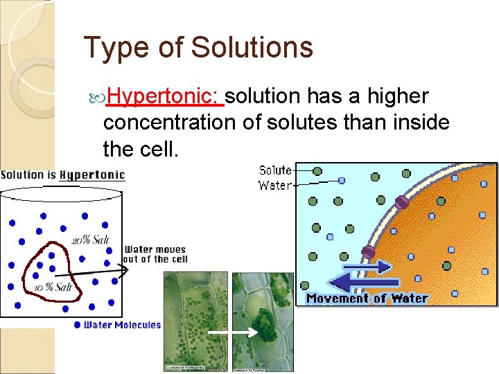 Type of Solutions Hypertonic: solution has a higher concentration of solutes than inside the