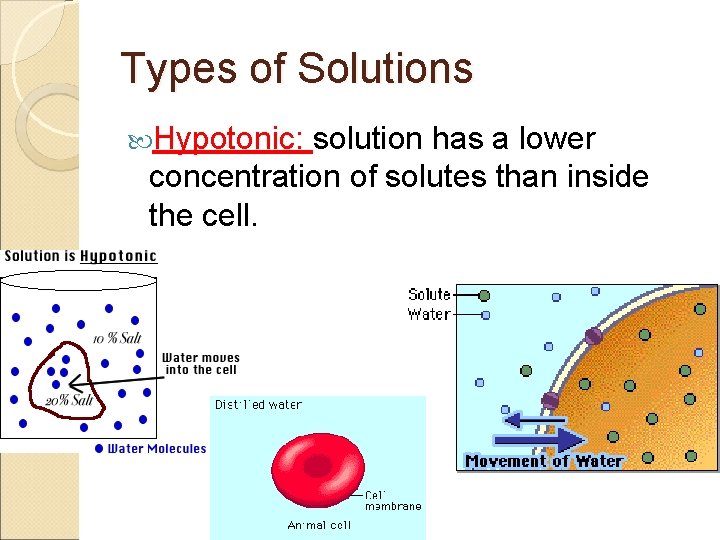 Types of Solutions Hypotonic: solution has a lower concentration of solutes than inside the