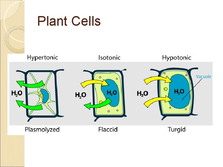 Plant Cells 
