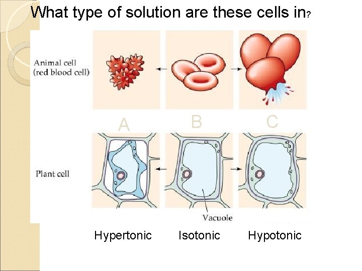 What type of solution are these cells in? A B C Hypertonic Isotonic Hypotonic