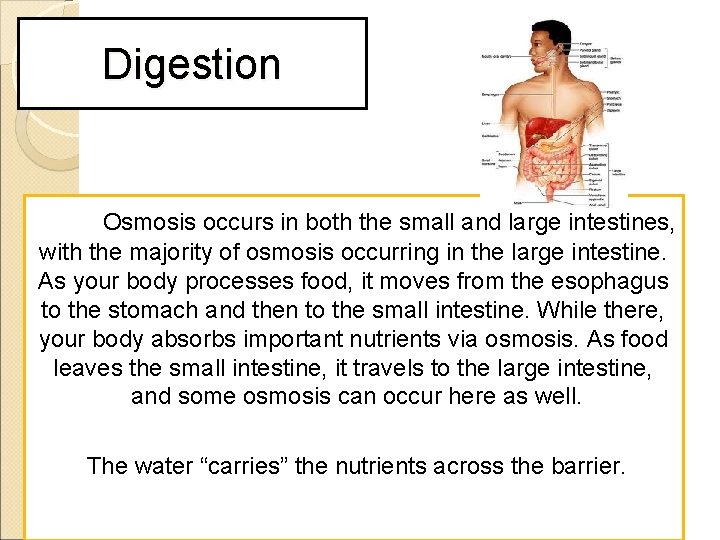 Digestion Osmosis occurs in both the small and large intestines, with the majority of