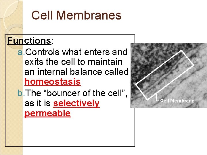 Cell Membranes Functions: a. Controls what enters and exits the cell to maintain an