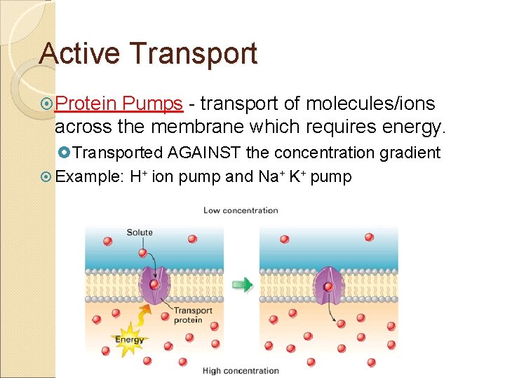 Active Transport Protein Pumps - transport of molecules/ions across the membrane which requires energy.