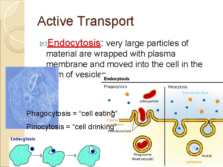 Active Transport Endocytosis: very large particles of material are wrapped with plasma membrane and