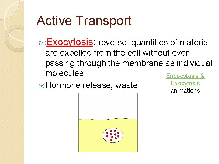 Active Transport Exocytosis: reverse; quantities of material are expelled from the cell without ever