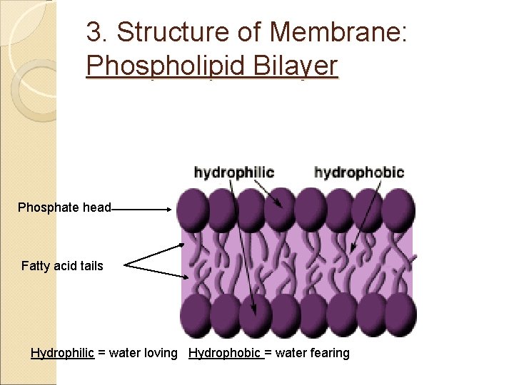 3. Structure of Membrane: Phospholipid Bilayer Phosphate head Fatty acid tails Hydrophilic = water