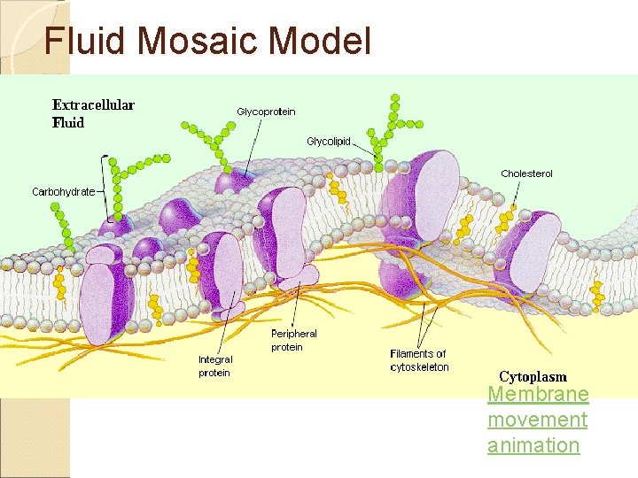 Fluid Mosaic Model Membrane movement animation 