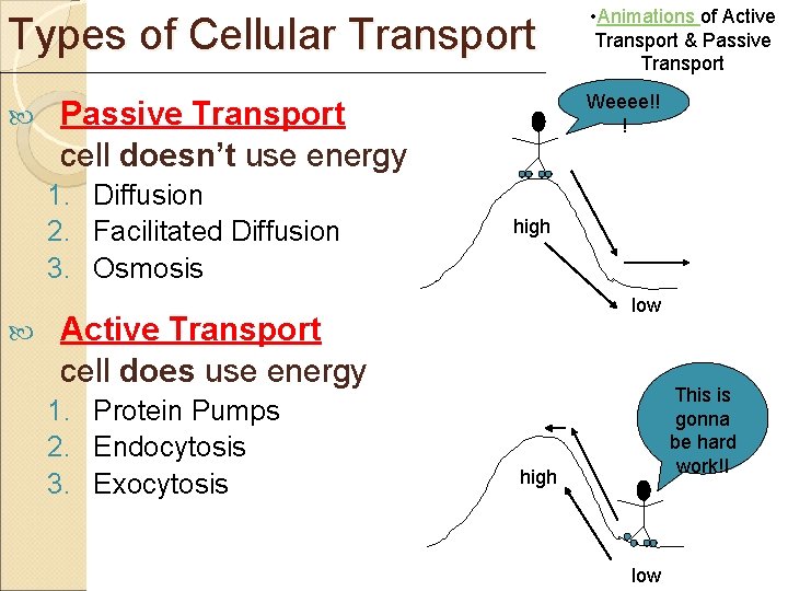 Types of Cellular Transport Weeee!! ! Passive Transport cell doesn’t use energy 1. Diffusion