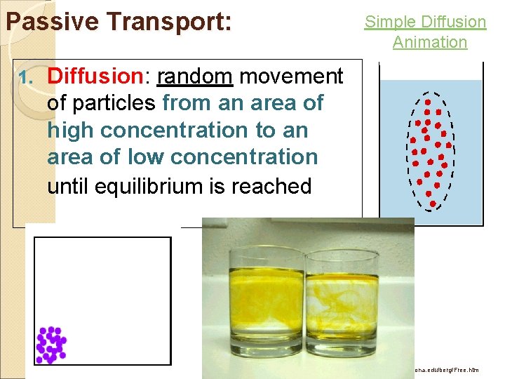 Passive Transport: 1. Simple Diffusion Animation Diffusion: random movement of particles from an area