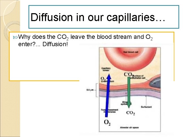 Diffusion in our capillaries… Why does the CO 2 leave the blood stream and