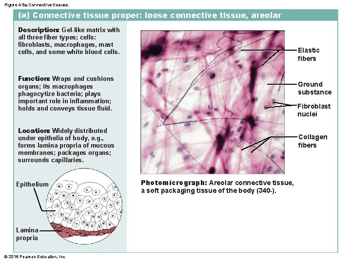 Figure 4. 8 a Connective tissues. Connective tissue proper: loose connective tissue, areolar Description: