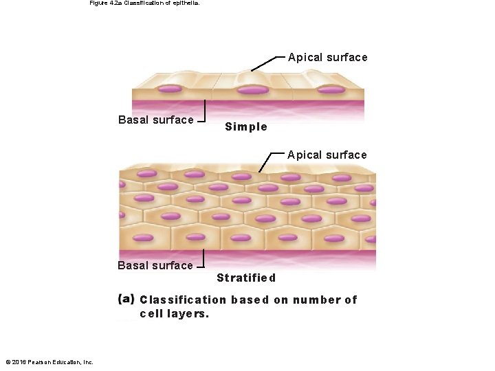 Figure 4. 2 a Classification of epithelia. Apical surface Basal surface Simple Apical surface