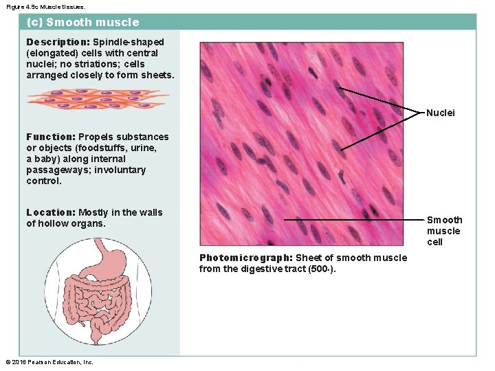 Figure 4. 9 c Muscle tissues. Smooth muscle Description: Spindle-shaped (elongated) cells with central