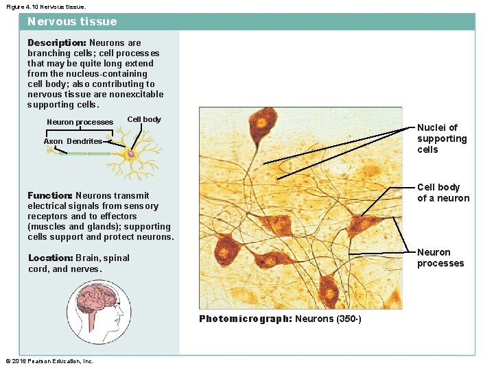 Figure 4. 10 Nervous tissue Description: Neurons are branching cells; cell processes that may