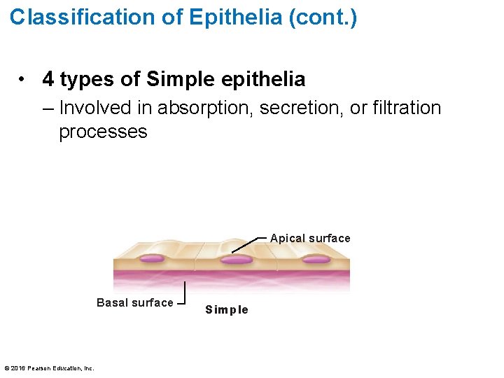 Classification of Epithelia (cont. ) • 4 types of Simple epithelia – Involved in