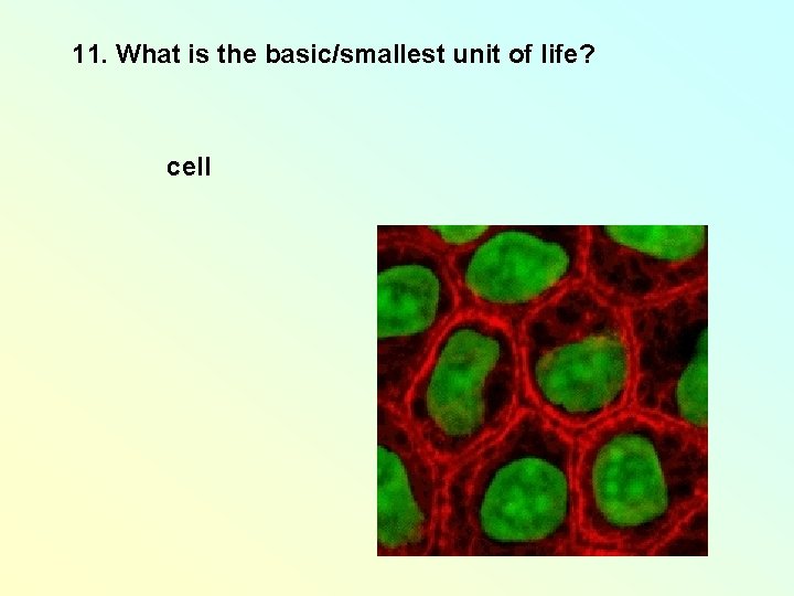 11. What is the basic/smallest unit of life? cell 11. What is the basic/smallest unit of life? cell