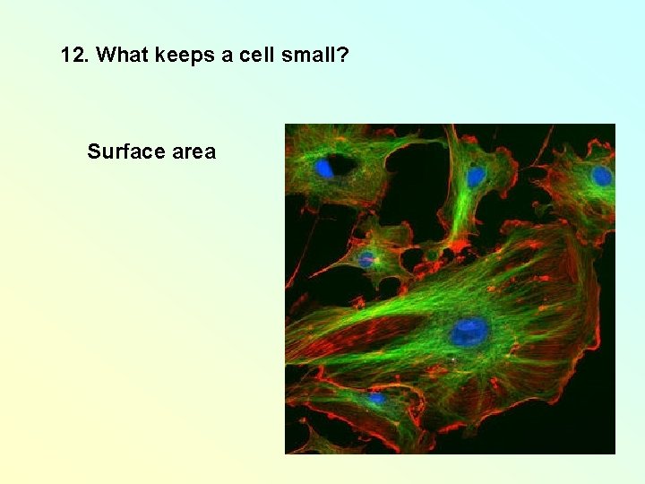 12. What keeps a cell small? Surface area 12. What keeps a cell small? Surface area