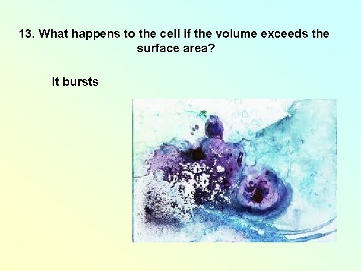 13. What happens to the cell if the volume exceeds the surface area? It 13. What happens to the cell if the volume exceeds the surface area? It