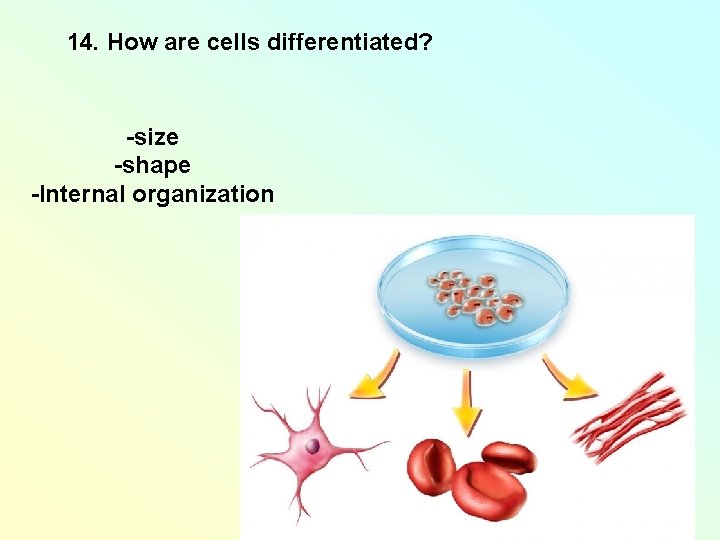 14. How are cells differentiated? -size -shape -Internal organization 14. How are cells differentiated? -size -shape -Internal organization