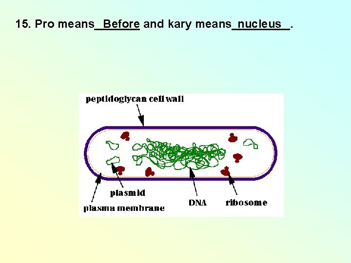15. Pro means_______ nucleus Before and kary means_____. 15. Pro means_______ nucleus Before and kary means_____.