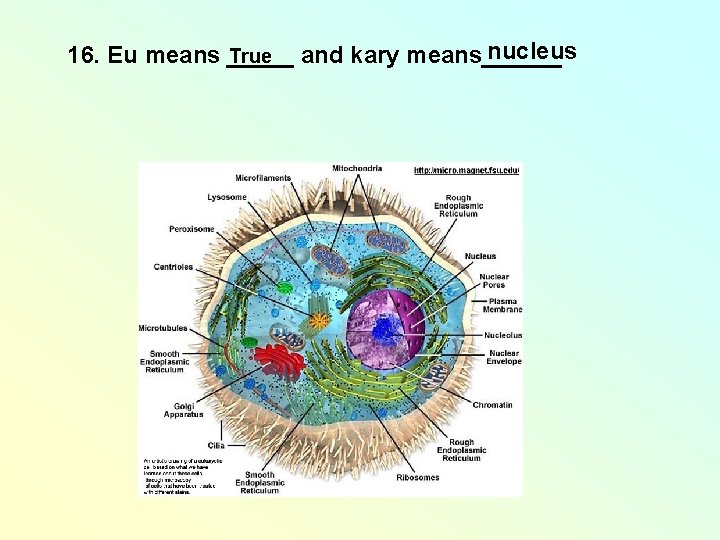 nucleus 16. Eu means _____ True and kary means______ nucleus 16. Eu means _____ True and kary means______