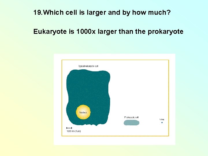 19. Which cell is larger and by how much? Eukaryote is 1000 x larger 19. Which cell is larger and by how much? Eukaryote is 1000 x larger