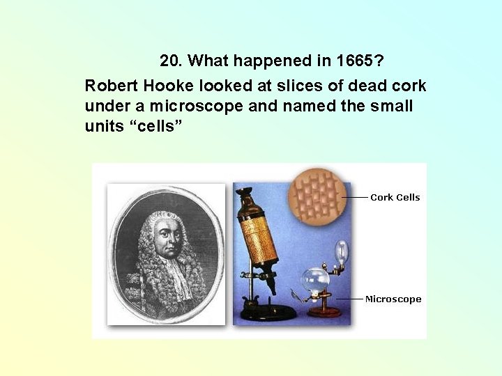 20. What happened in 1665? Robert Hooke looked at slices of dead cork under 20. What happened in 1665? Robert Hooke looked at slices of dead cork under