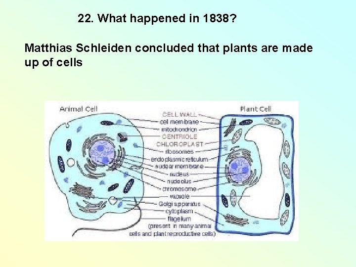 22. What happened in 1838? Matthias Schleiden concluded that plants are made up of 22. What happened in 1838? Matthias Schleiden concluded that plants are made up of