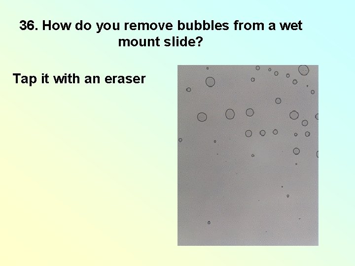 36. How do you remove bubbles from a wet mount slide? Tap it with 36. How do you remove bubbles from a wet mount slide? Tap it with