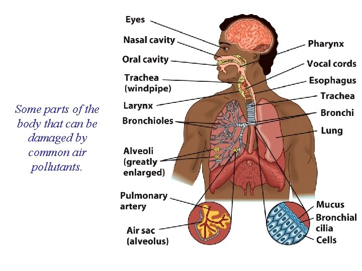 Some parts of the body that can be damaged by common air pollutants. 