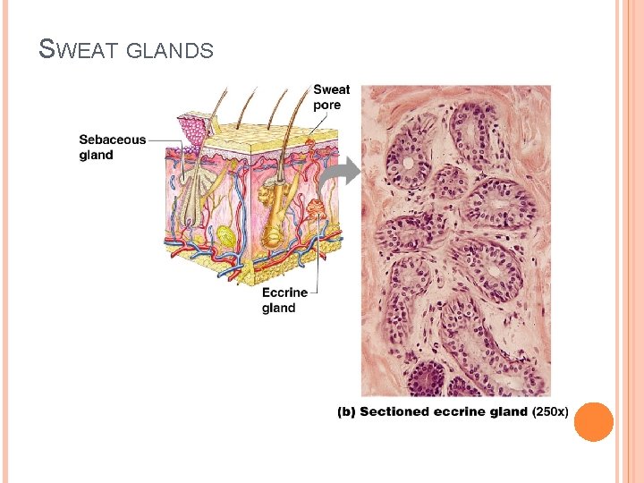 SWEAT GLANDS 