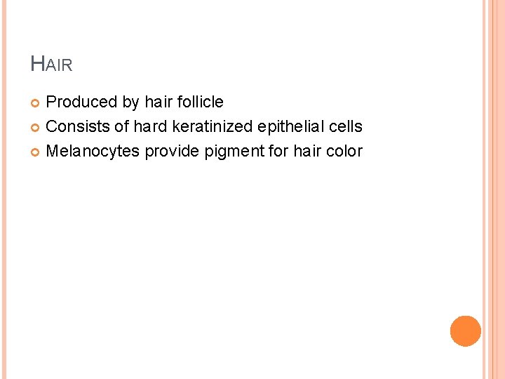 HAIR Produced by hair follicle Consists of hard keratinized epithelial cells Melanocytes provide pigment