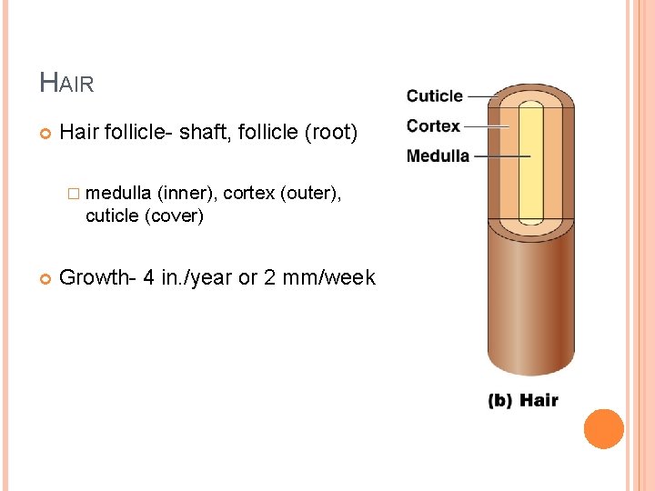 HAIR Hair follicle- shaft, follicle (root) � medulla (inner), cortex (outer), cuticle (cover) Growth-