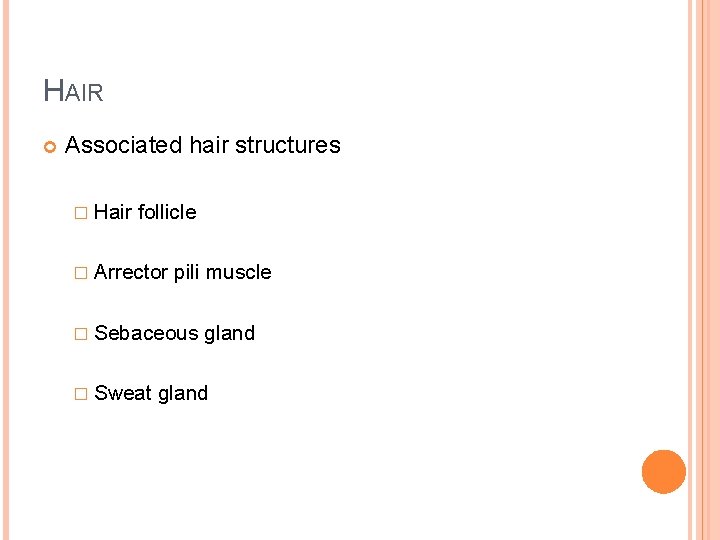 HAIR Associated hair structures � Hair follicle � Arrector pili muscle � Sebaceous �