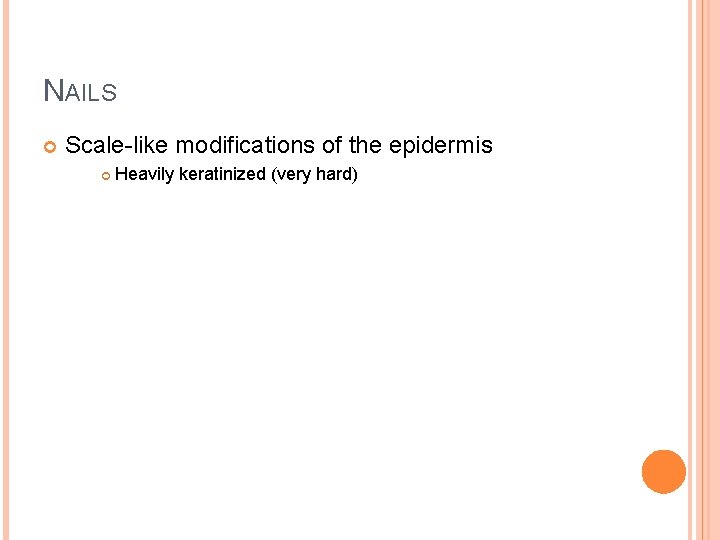 NAILS Scale-like modifications of the epidermis Heavily keratinized (very hard) 