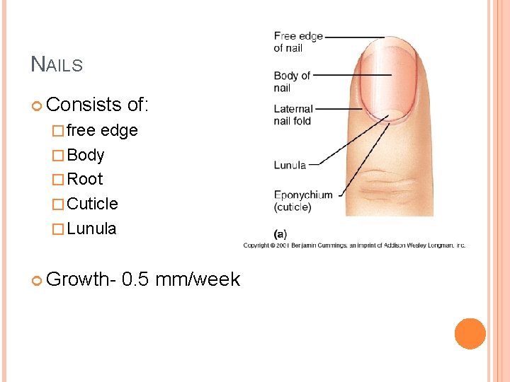 NAILS Consists of: � free edge � Body � Root � Cuticle � Lunula