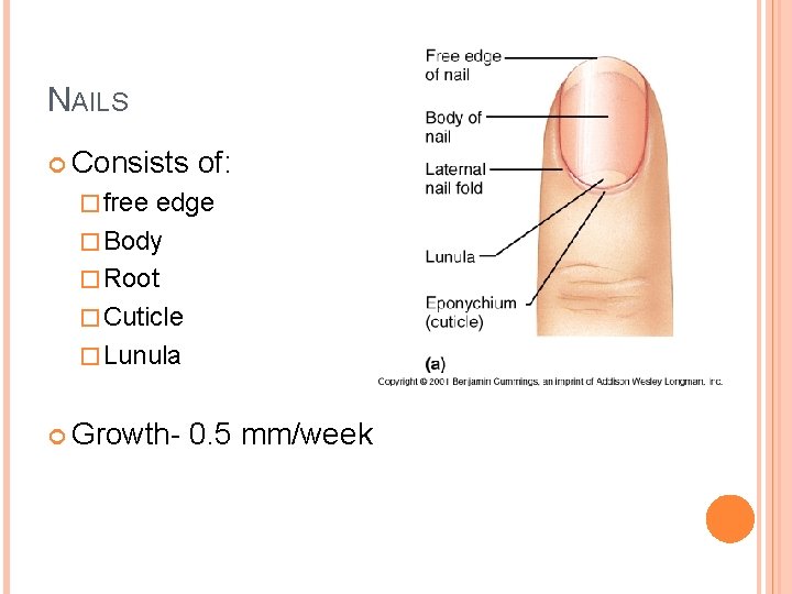 NAILS Consists of: � free edge � Body � Root � Cuticle � Lunula