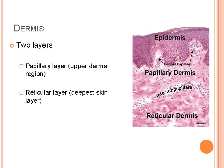 DERMIS Two layers � Papillary layer (upper dermal region) � Reticular layer) layer (deepest