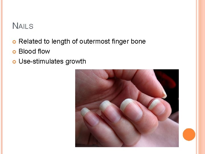 NAILS Related to length of outermost finger bone Blood flow Use-stimulates growth 