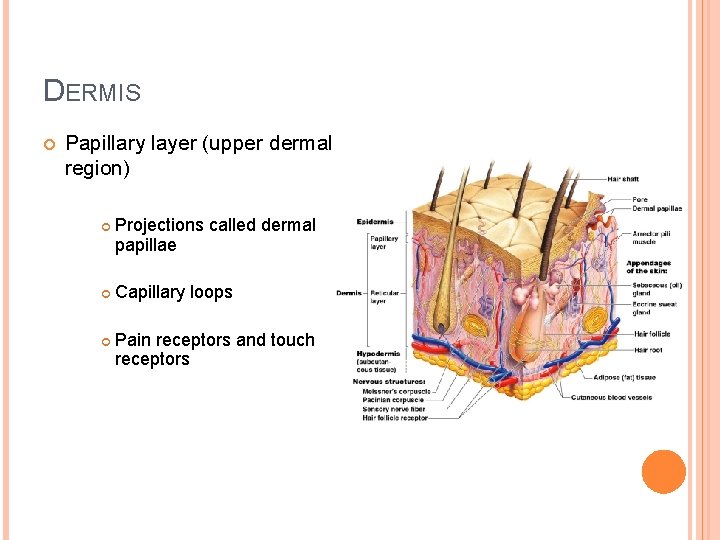 DERMIS Papillary layer (upper dermal region) Projections called dermal papillae Capillary loops Pain receptors